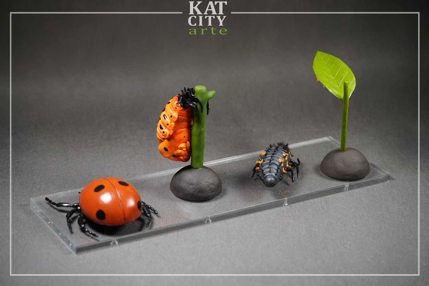 Zdjęcie: cykl biedronki4.jpg